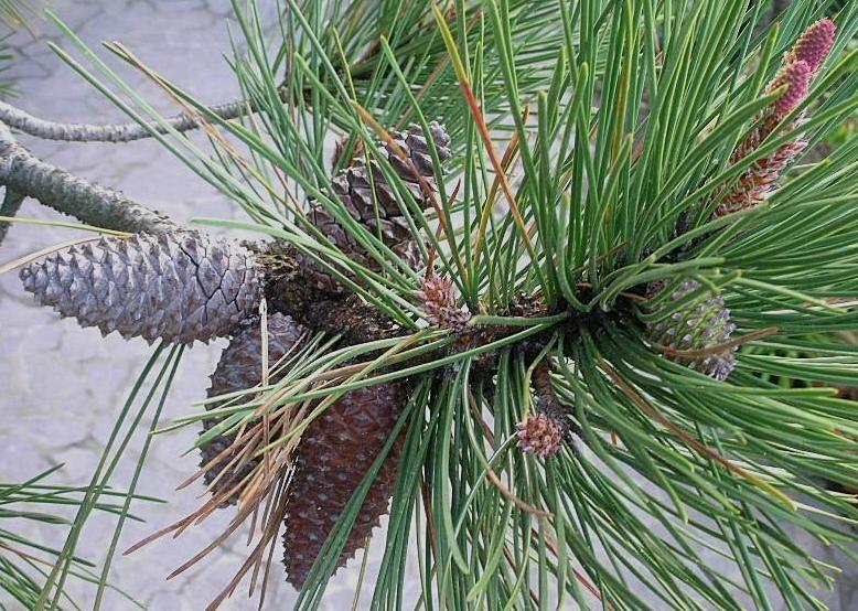 Pinus pinaster/ Pino marittimo